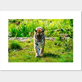 Amur Tiger Posters and Art